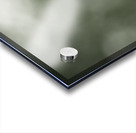 Watchful Eye  Acrylic print