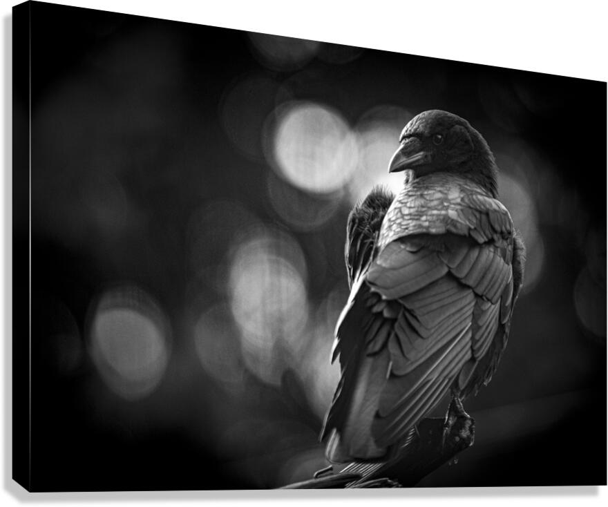 Wise Eye  Canvas Print