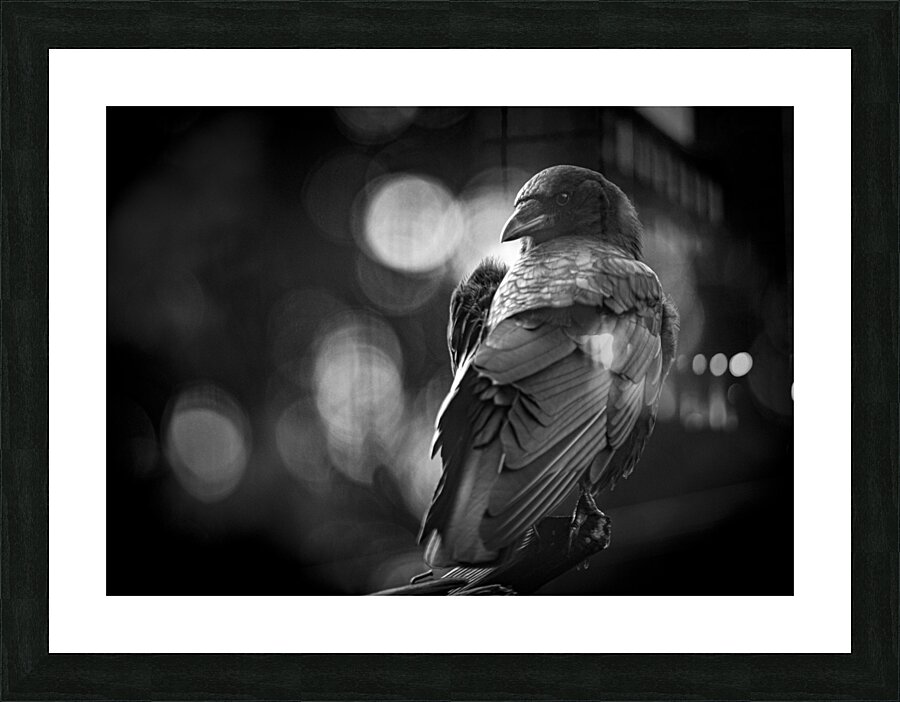 Wise Eye  Picture Frame print