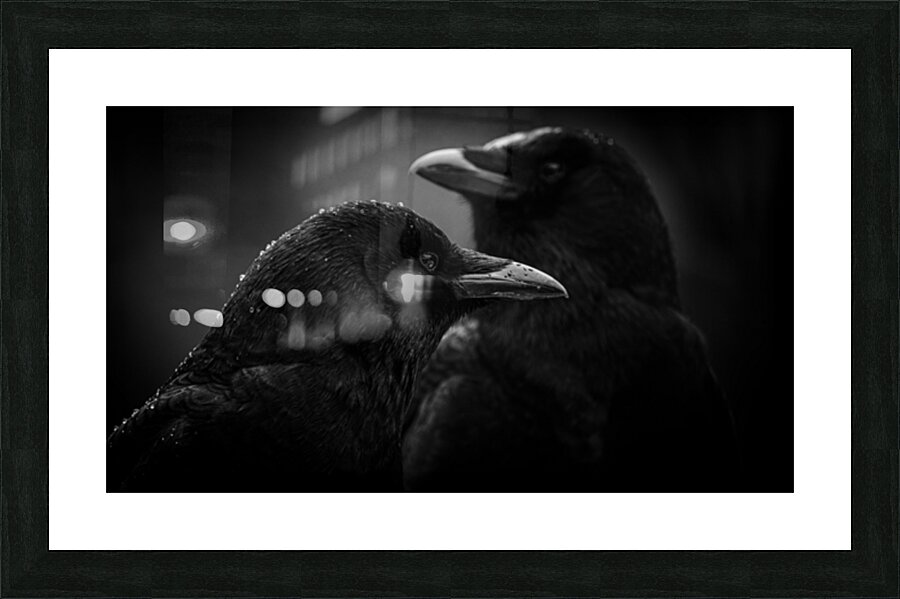 Crow Contemplation On A Rainy Afternoon  Picture Frame print