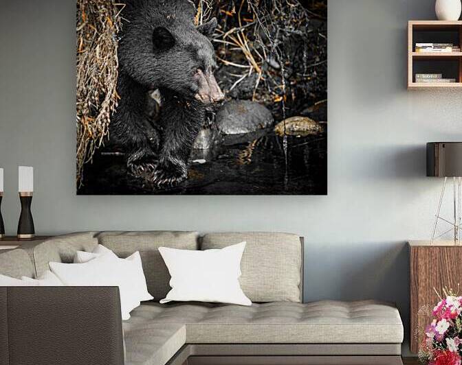 Black Bear Mystic by Devorah Reeves Photography