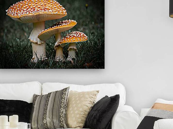 Forest Fungi Trio by Devorah Reeves Photography