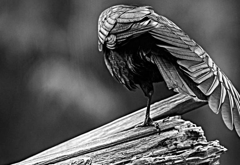 Crow Wing Art ~ 1  by Devorah Reeves Photography