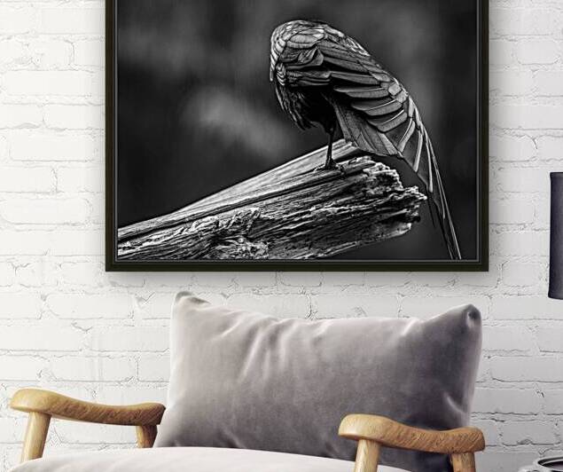 Crow Wing Art ~ 2  by Devorah Reeves Photography