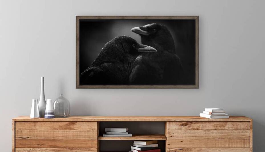 Crow Contemplation On A Rainy Afternoon  by Devorah Reeves Photography