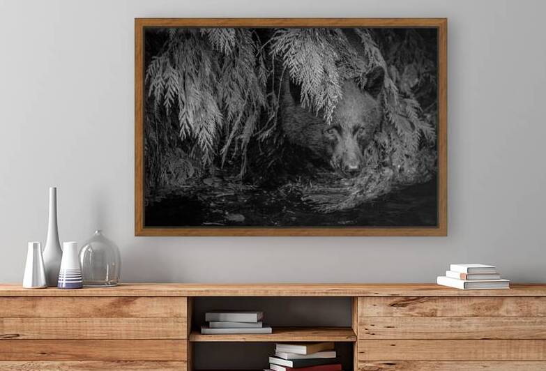 Peeking Out - Black and White  by Devorah Reeves Photography