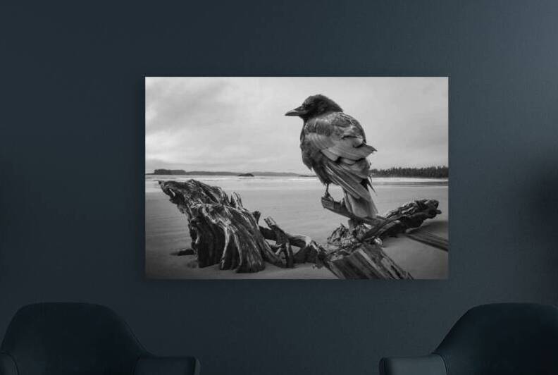 Driftwood Crow  by Devorah Reeves Photography