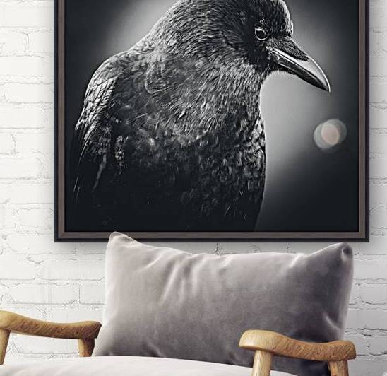 Crow Playing With The Light  by Devorah Reeves Photography