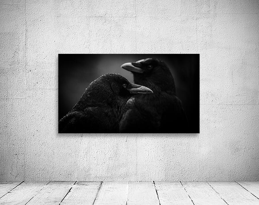 Crow Contemplation On A Rainy Afternoon  Wall Preview