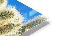 Cholla Cactus HD Metal print