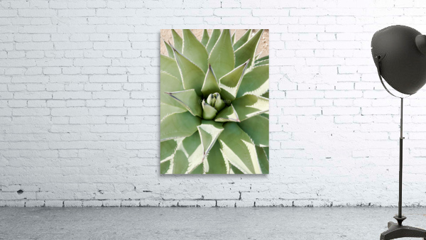 Joshua Tree Agave Wall Preview