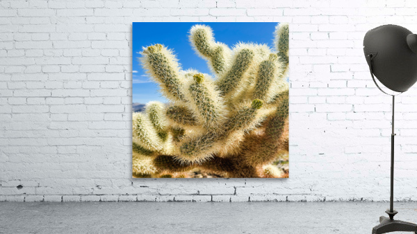 Cholla Cactus Wall Preview