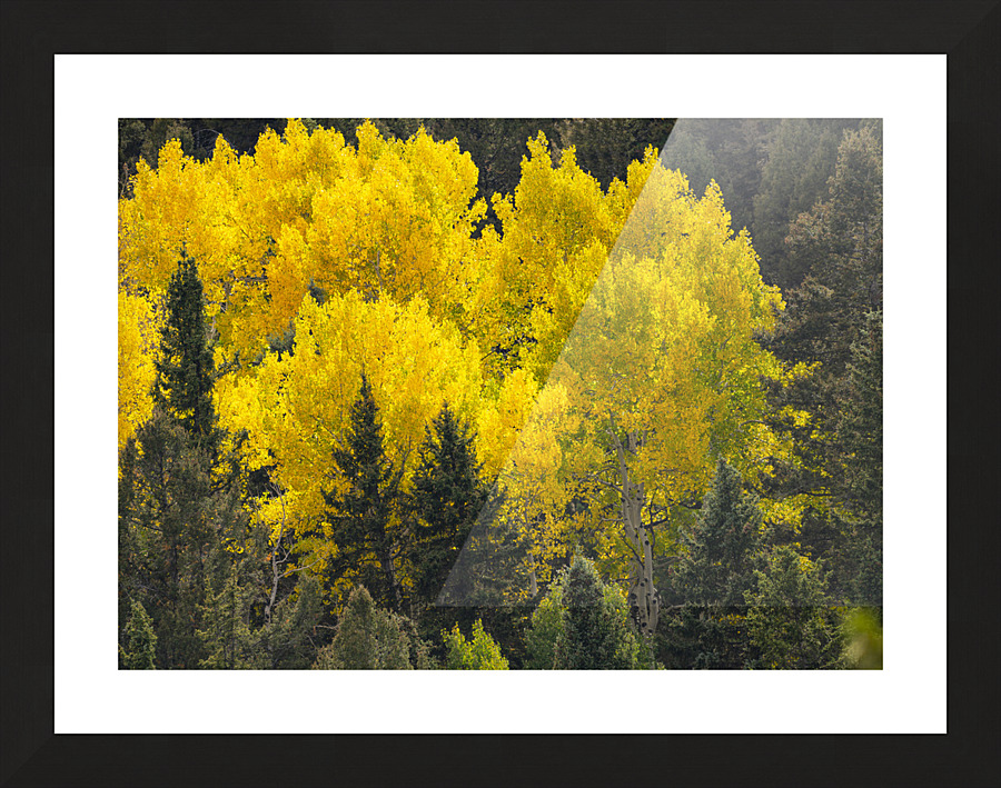 Glorious Colorado Fall Picture Frame print