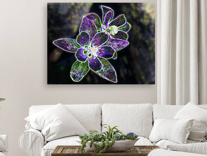 Colorado Columbine  - Art Print by R J Kehmeier