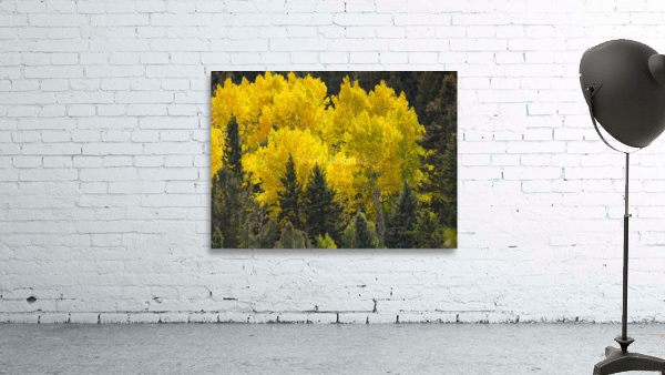 Glorious Colorado Fall Wall Preview