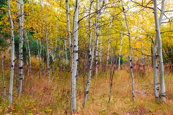 Happy Place In The Woods Téléchargement Numérique