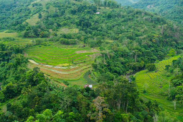 Mountain Rice Fields of Negros Island Emerald Tranquility Digital Download