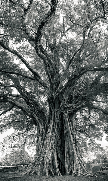 The Ancient Guardian: The 1300 Year Old Balete Tree Digital Download
