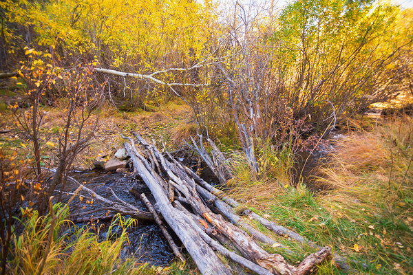 Rustic Log Bridge in Golden Autumn Forest – Serene Fall Creek  Digital Download