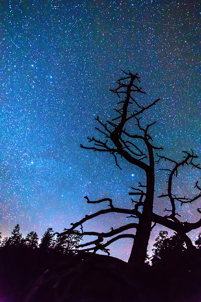 Starry Night Sky with Silhouette Tree Digital Download