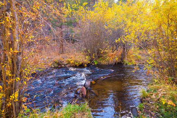 Golden Autumn Creek – Serene Fall Foliage Nature Photography Téléchargement Numérique