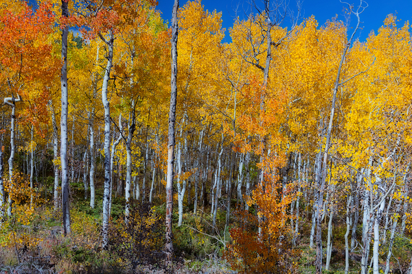 Mix It Up Digital Download