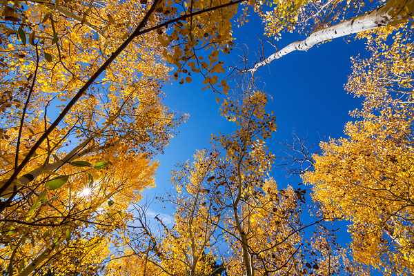 Blue Sky Autumn Bliss Téléchargement Numérique