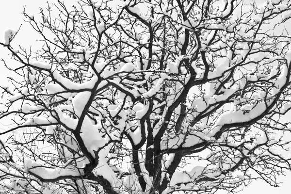 Snowy Tree Black and White Digital Download