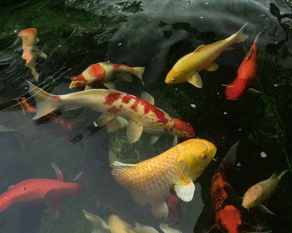 Koi Dance Twilight Digital Download