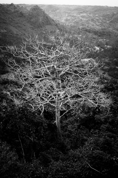 Tubarans Silent Tree Song Digital Download