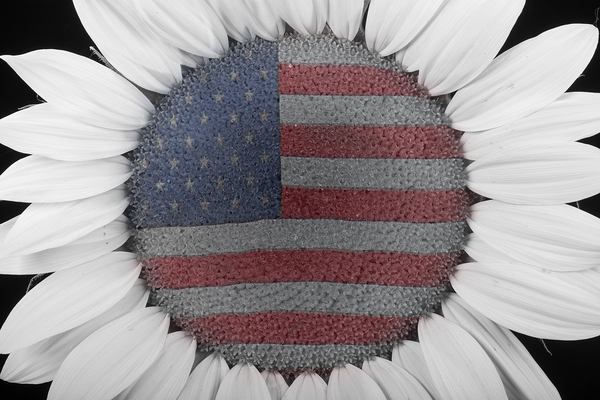 American Sunflower Power Digital Download