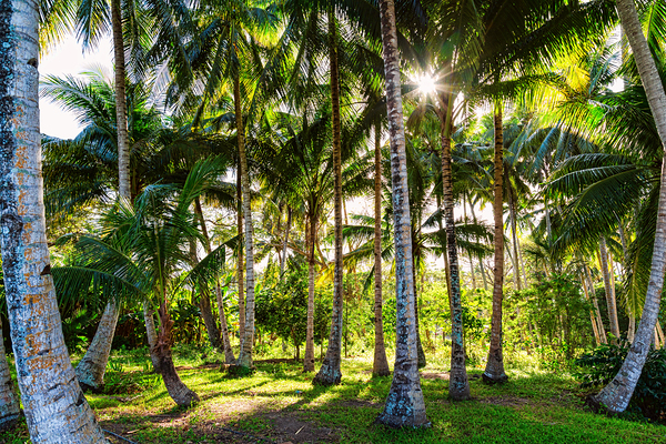 Jungle Paradise Sunshine Téléchargement Numérique