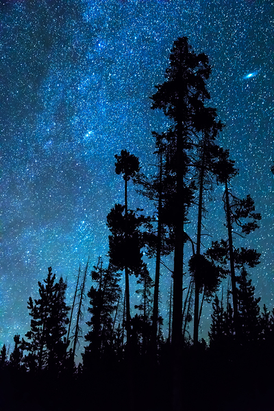 Pinnacle Of The Forest  Digital Download