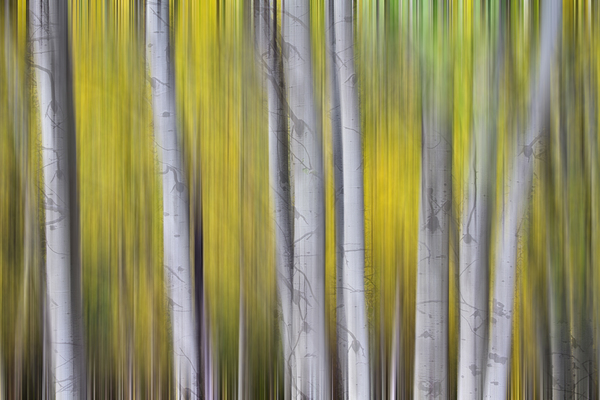 Aspen Light in Motion Fine Art Forest Téléchargement Numérique
