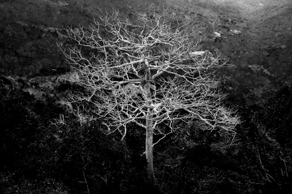 Majestic Solitude of a Bare Tree in Black and White Téléchargement Numérique