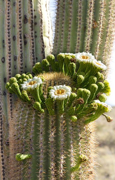 Saguaro Cactus Bloom Téléchargement Numérique