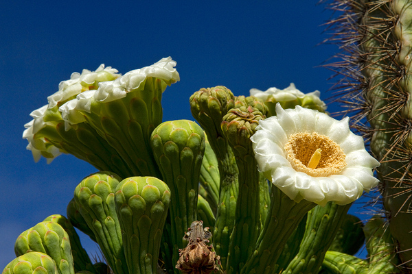 Saguaro Cactus Blooms Digital Download