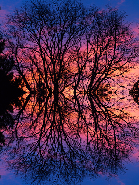 Sunset Trees Abstract Reflection Art Digital Download