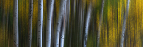 Forest Wilderness Wonderland Abstract  Photo Art Digital Download