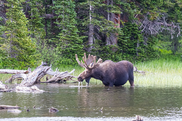 Water Feeding Moose Digital Download