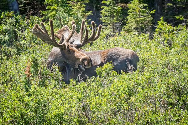 Smiling Bull Moose Digital Download