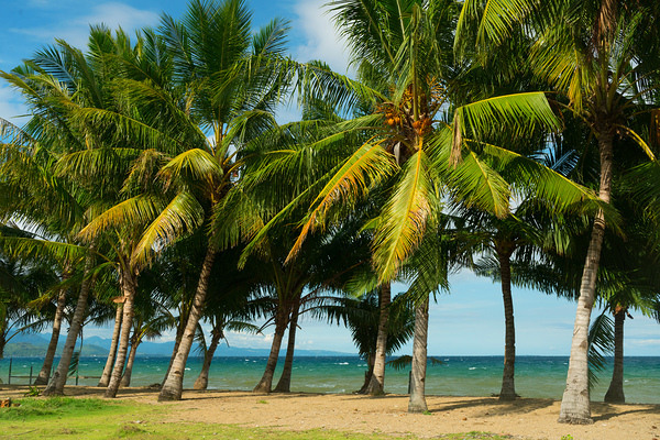 Stunning Palm Trees Swaying on the Shores of Negros Oriental Téléchargement Numérique