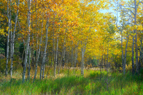Golden Aspens & Green Dreams Natures Autumn Meadow Digital Download