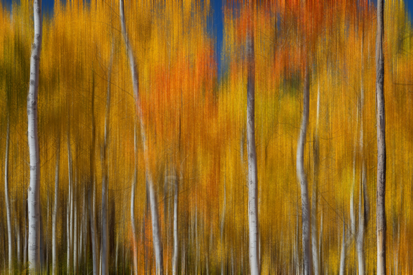 Sunny Colorful Aspen Tree Mix Digital Download
