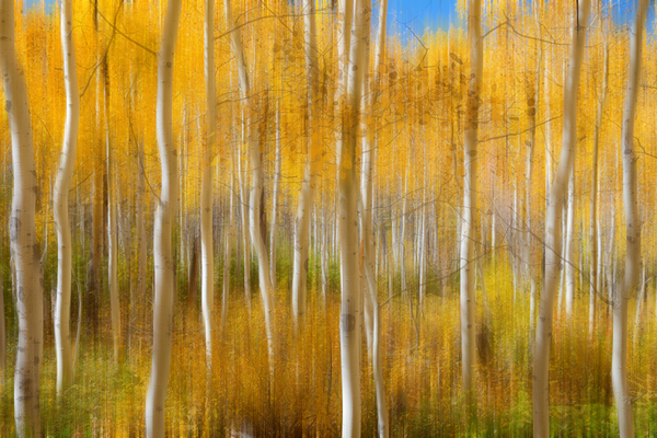 Golden Forest Moment Abstract Digital Download