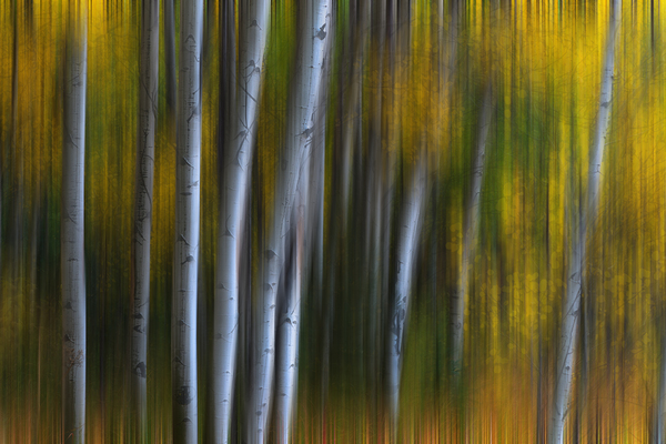 Forest Wilderness Wonderland Abstract  Photo Art Digital Download