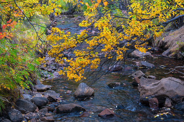 Golden Stream Digital Download