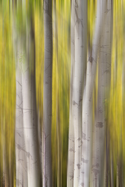 Autumn Aspen Dreamscape Abstract Landscape Téléchargement Numérique