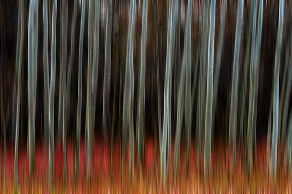 Whispers of Shadowed Light Fine Art Forest Motion Photography Digital Download