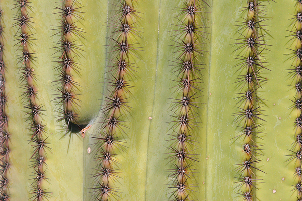 Patterns and Spines of the Desert Sentinel Digital Download
